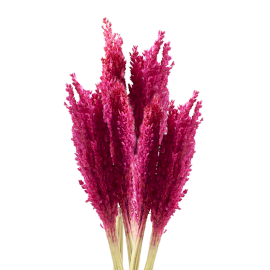 6x Sorghum Grass Bunch - Pink