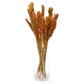 6x Sorghum Grass Bunch - Orange