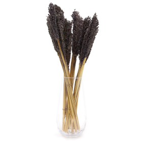 6x Sorghum Grass Bunch - Black