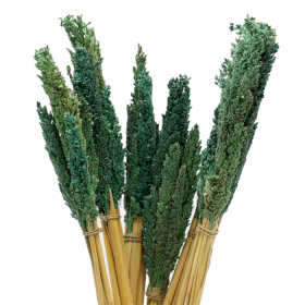 6x Sorghum Grass Bunch - Teal