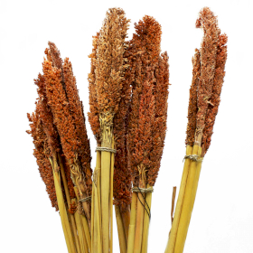 6x Sorghum Grass Bunch - Rust