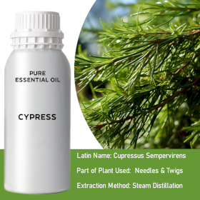 Cypress Essential Oil - Bulk - 0.5Kg