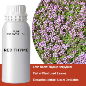 Red Thyme Essential Oil Essential Oil - Bulk - 0.5Kg