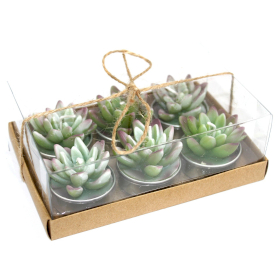 5x Set of 6 Agave Cactus Tealights in Gift Box