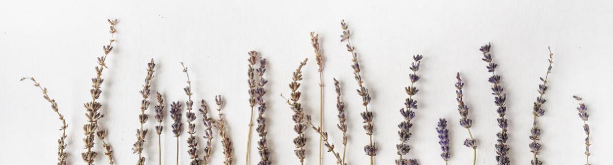 Wholesale Lavender Products